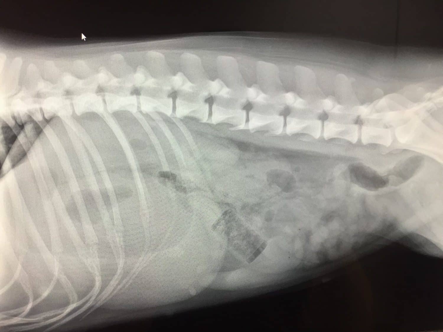 My Dog Ate What?!? Some Tips to Help Prevent Your Dog or Cat From