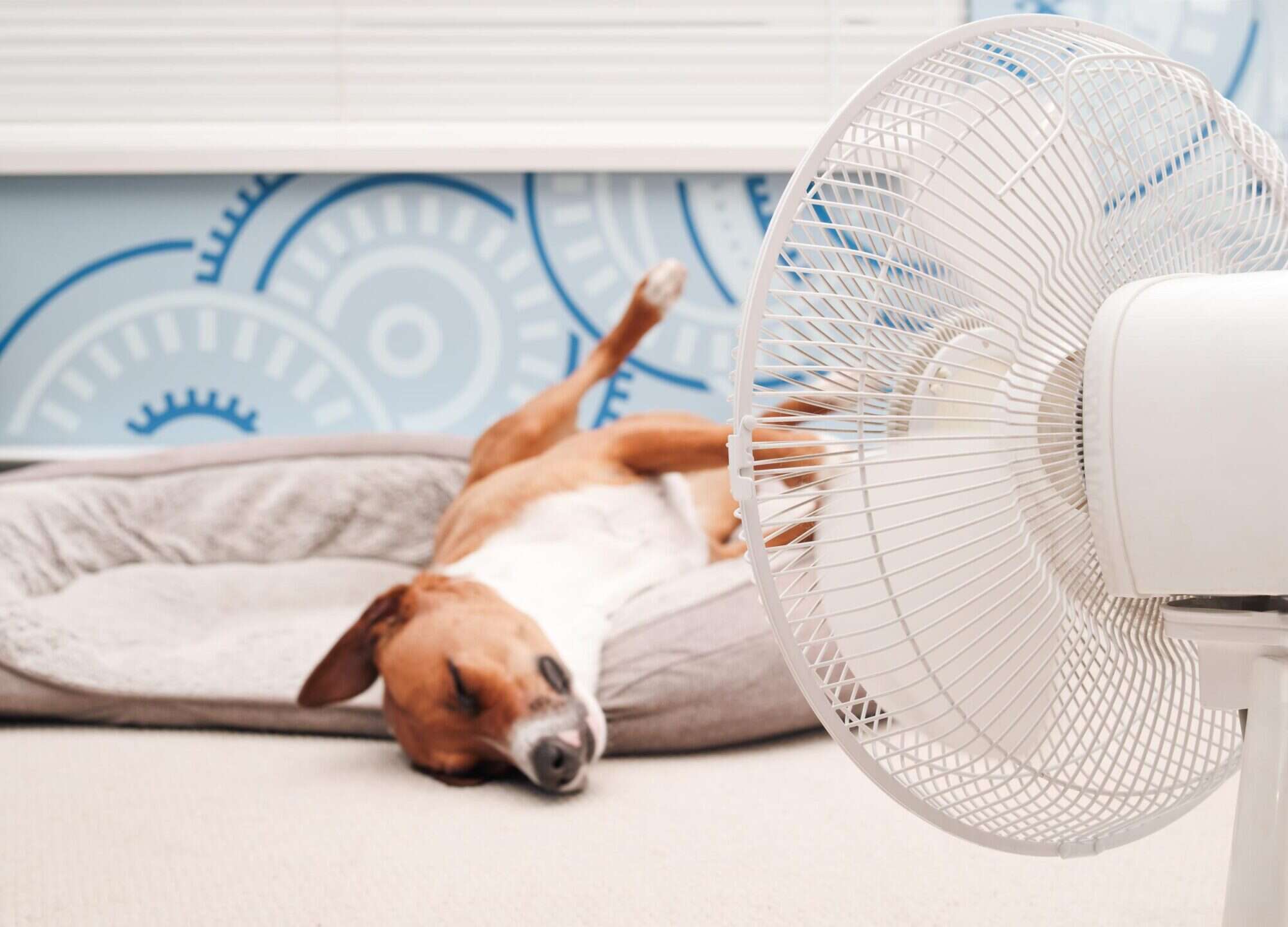 Heatstroke Prevention in Pets: How to Keep Your Pet Safe as Temperatures Rise