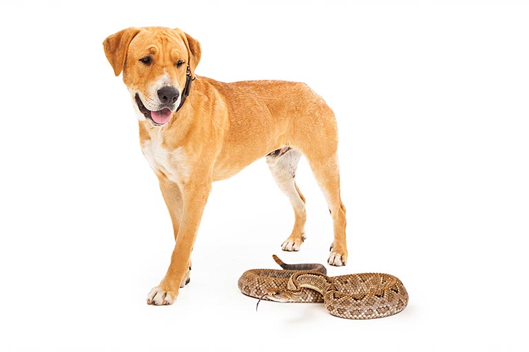Lab looking at a snake