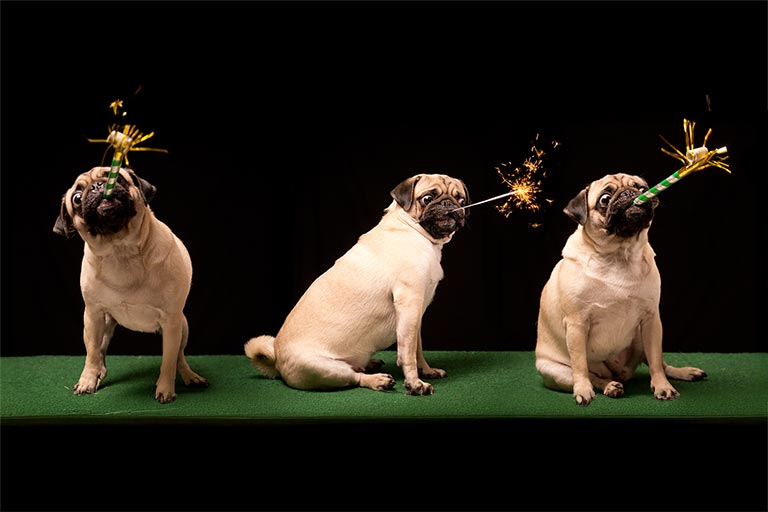 a pug holding a sparkler