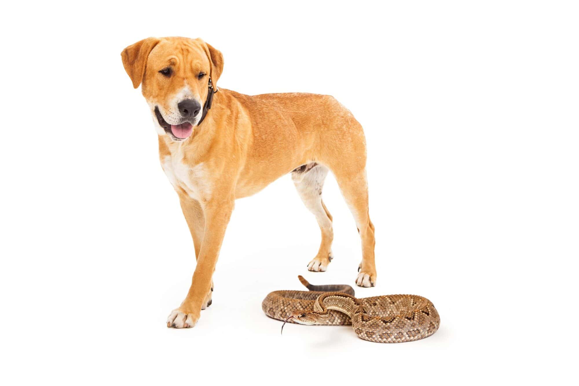Lab looking at a snake.