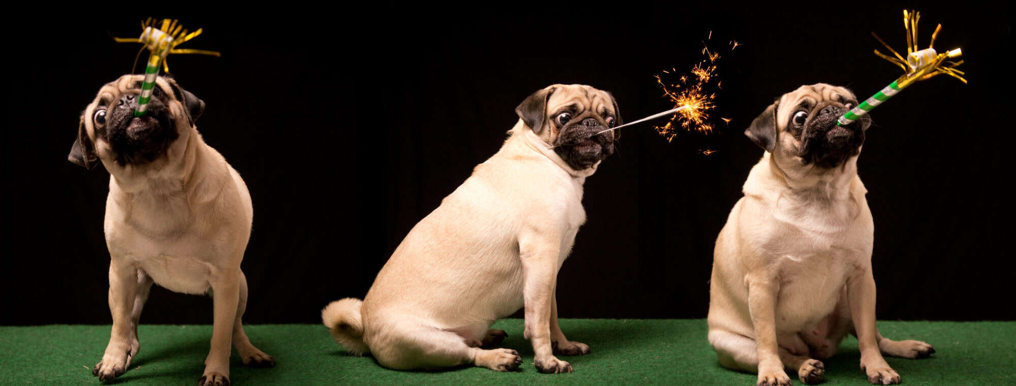a pug holding a sparkler.