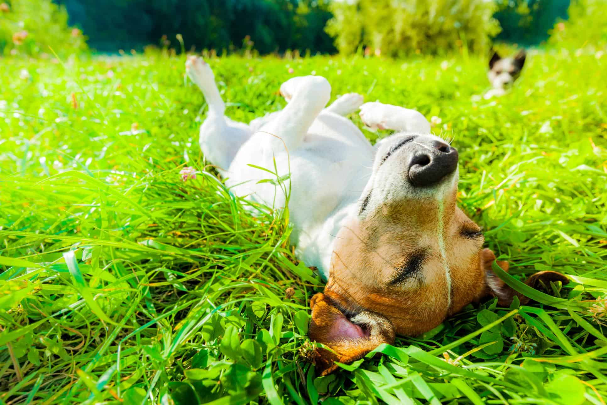 dog laying out in sun.