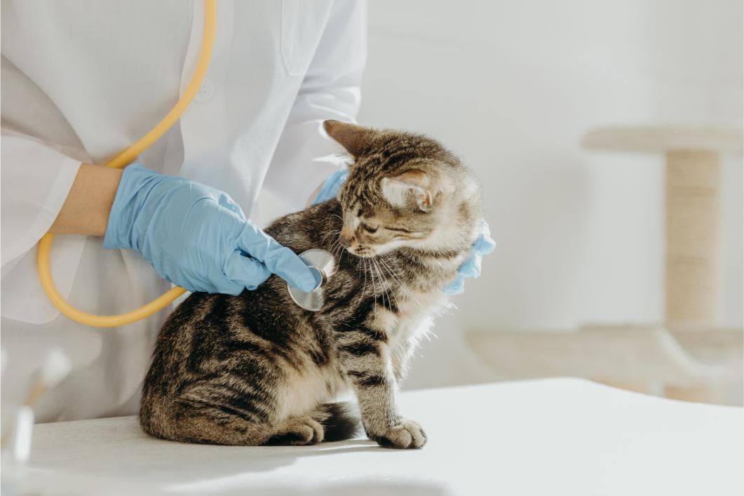 A young cat getting a checkup.