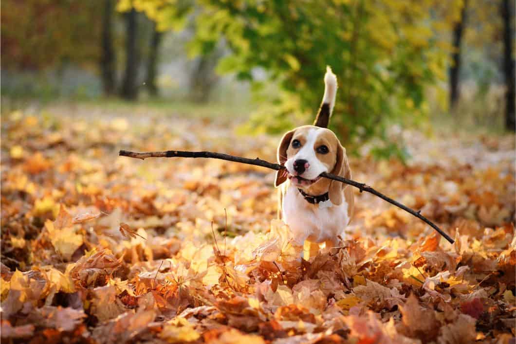 beagle enjoying autumn.