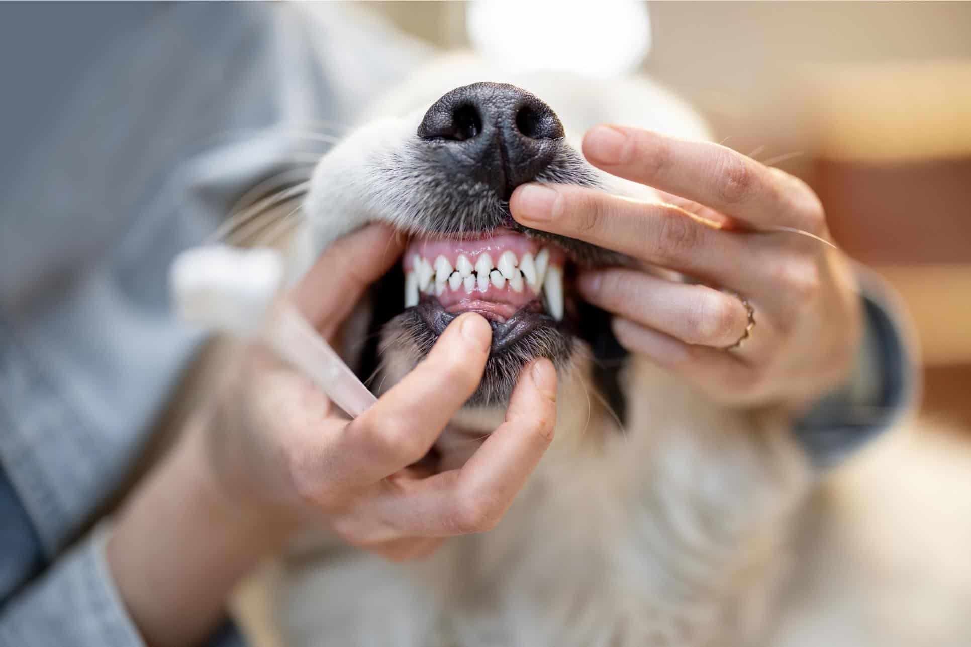 Why Your Dog’s Teeth Could Be Hurting More Than You Think