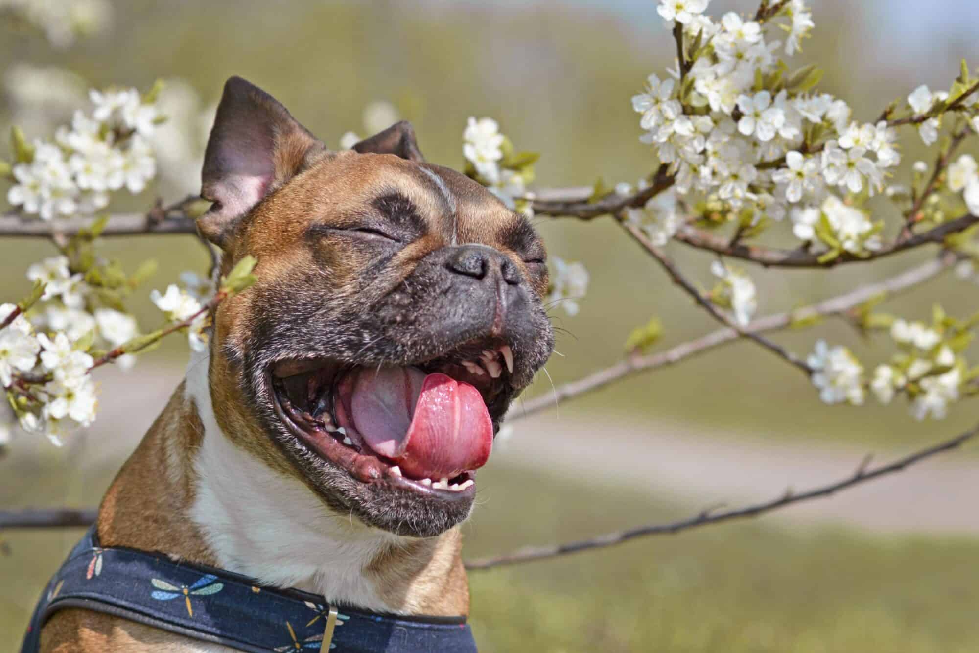 dog sneezing near a tree in bloom.
