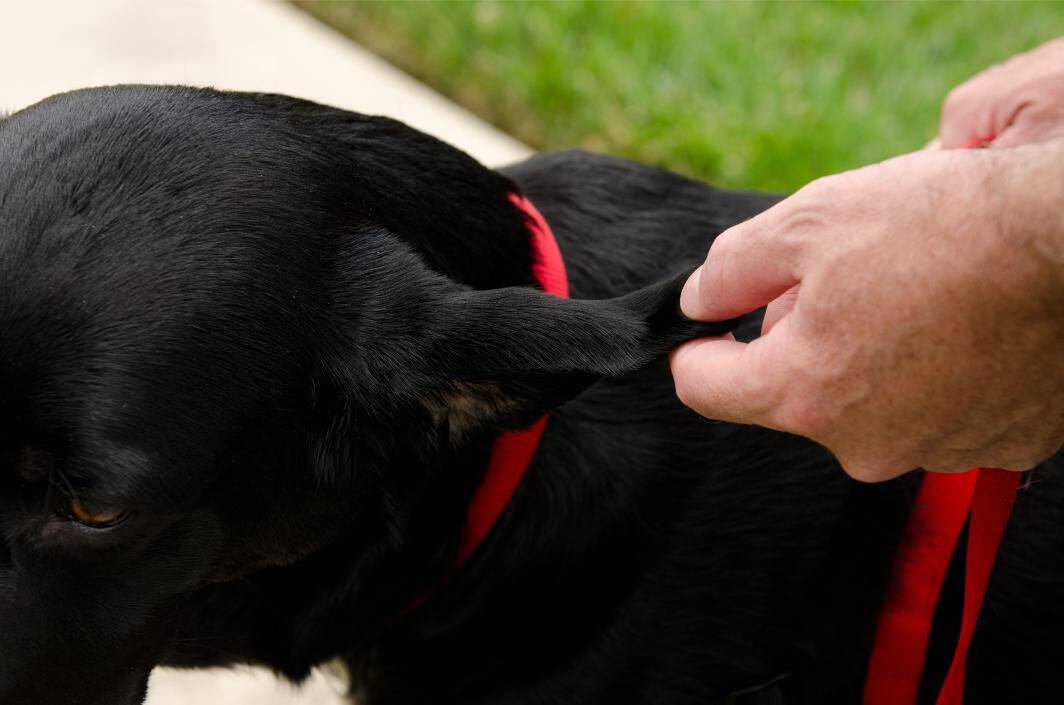 Why Ear Hematomas Happen, and How They’re Treated in Dogs