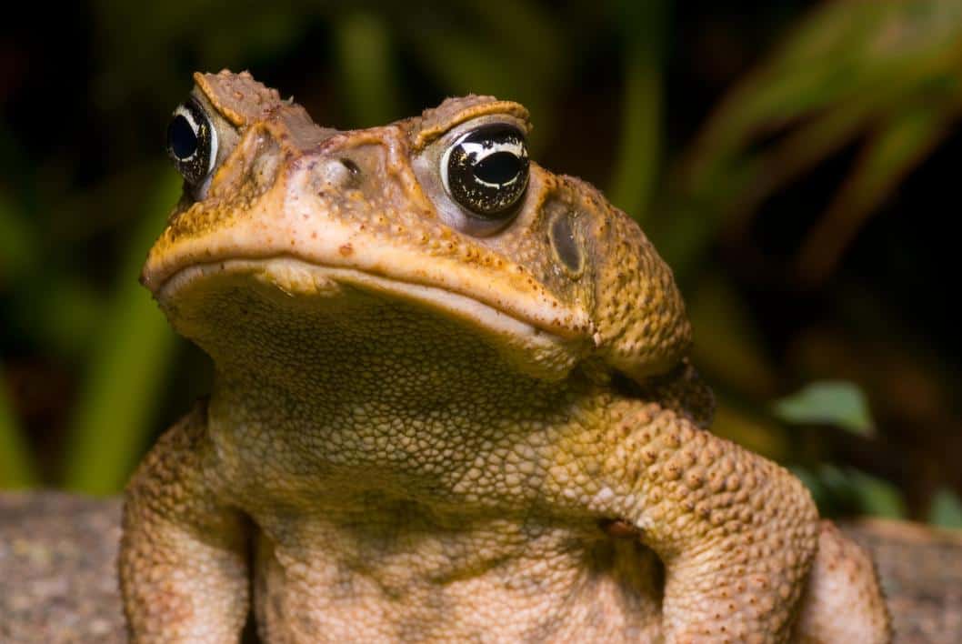 Cane Toad Poisoning Risk Expanding in South Texas Cane Toad Poisoning Risk Expanding in South Texas