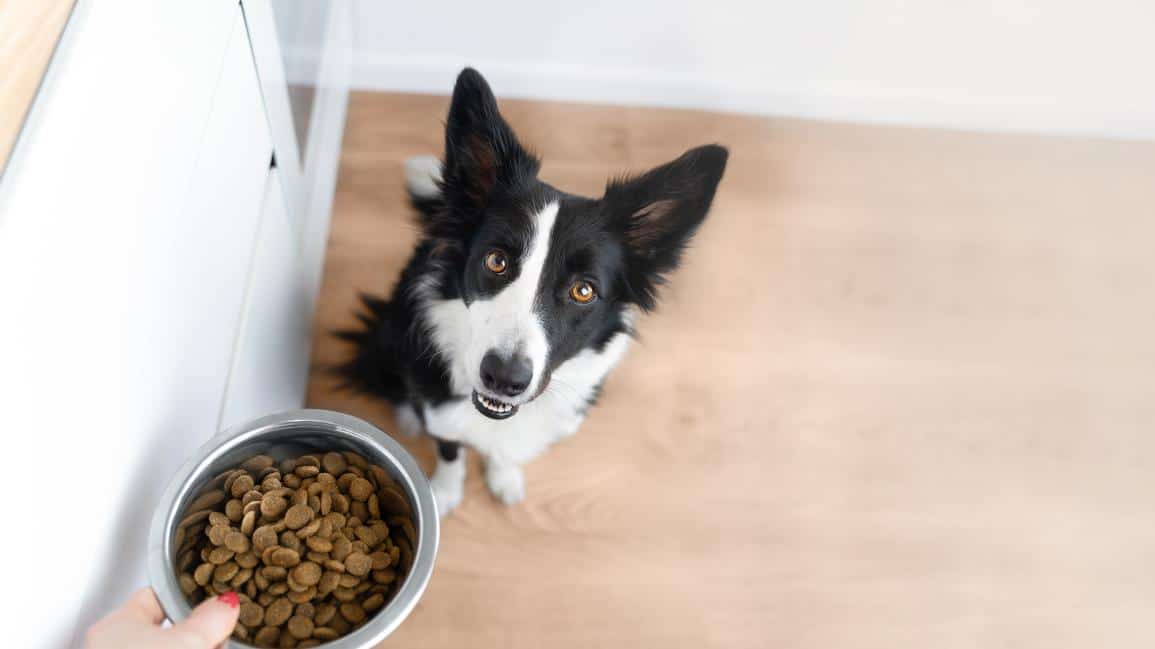The Pattern Behind Dogs That “Have a Sensitive Stomach” Their Whole Life