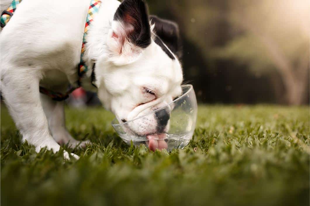 Why Some Dogs Drink Excessively Without an Obvious Cause Why Some Dogs Drink Excessively Without an Obvious Cause
