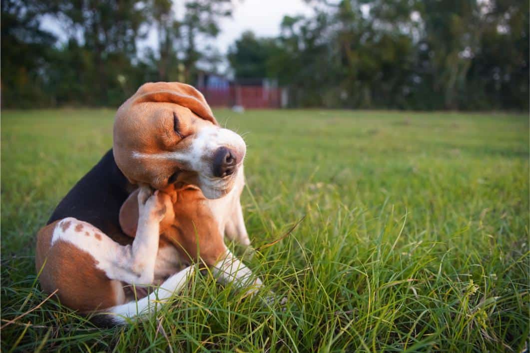 Why More Texas Pets Experience Environmental Allergies in Early Fall