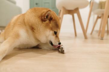 Is It Allergies, Anxiety, or Pain? Why Paw Licking Is Harder to Diagnose Than It Looks
