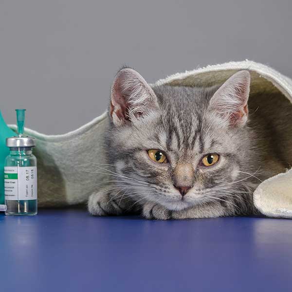 Pharmacy