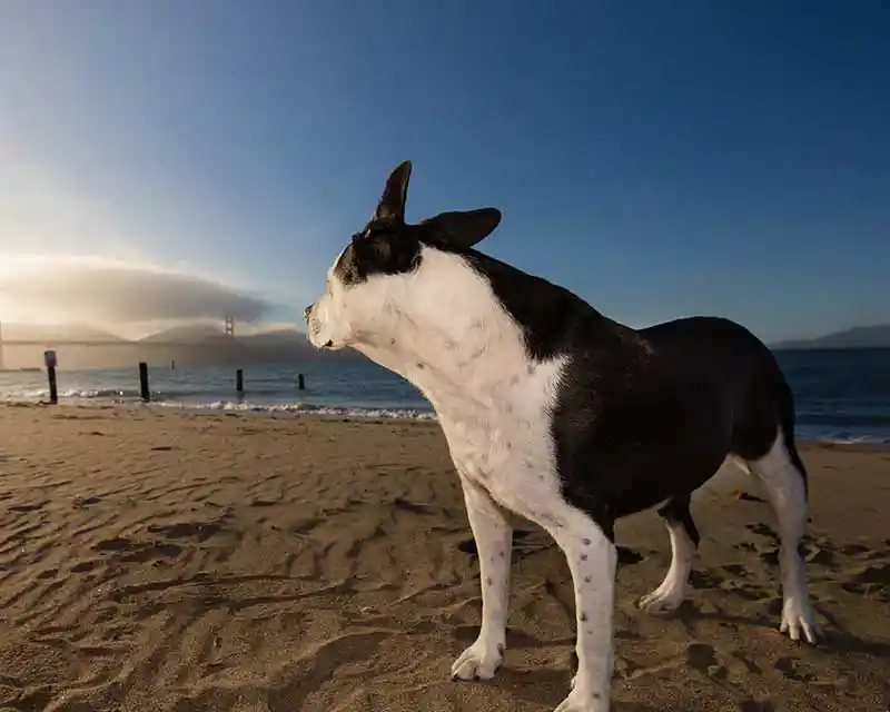 A black and white dog on a beach