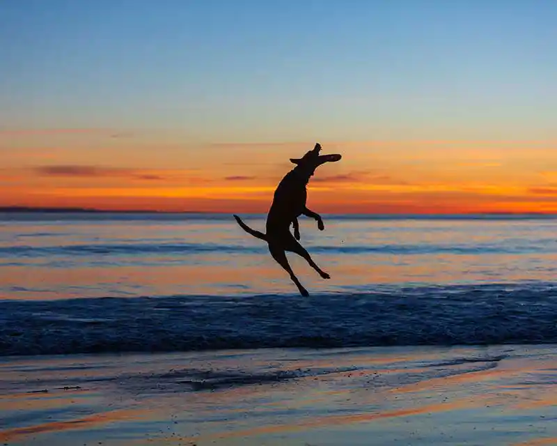 A dog catching a frisbee in the surf