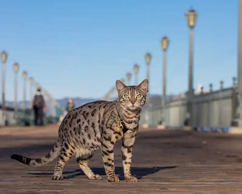 A cat on the boardwalk