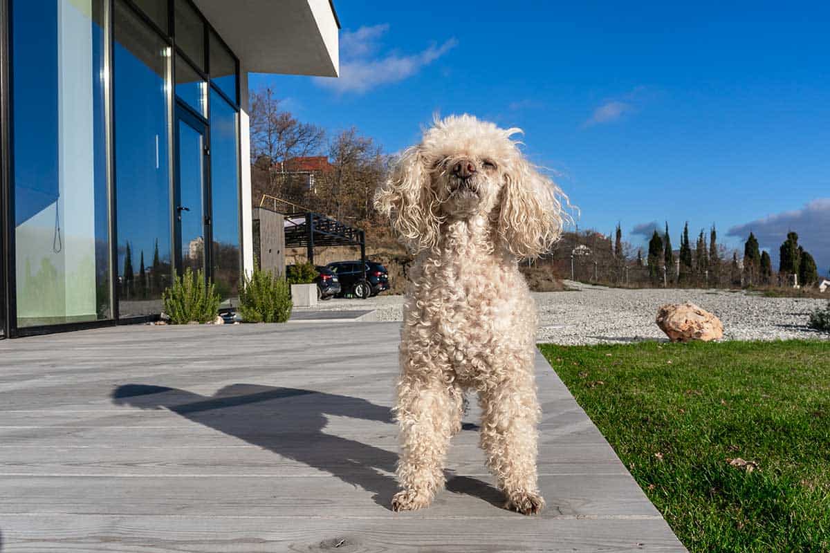 A poodle on an outdoor porch