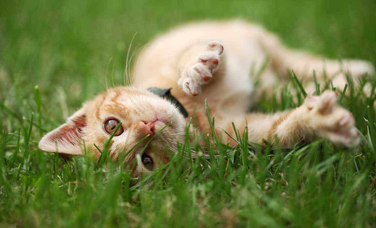 A cat rolling around in the grass A cat rolling around in the grass