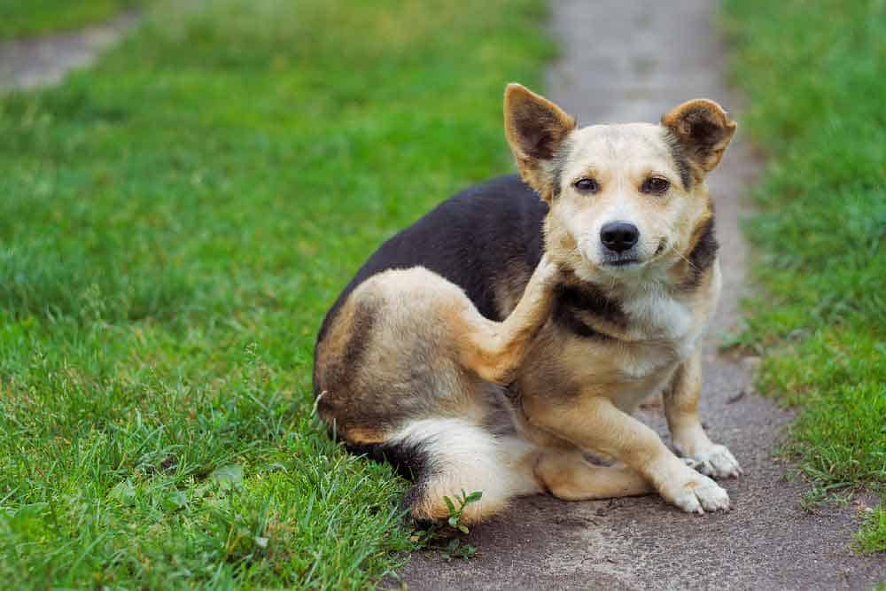 Cute dog outdoors scratching Cute dog outdoors scratching