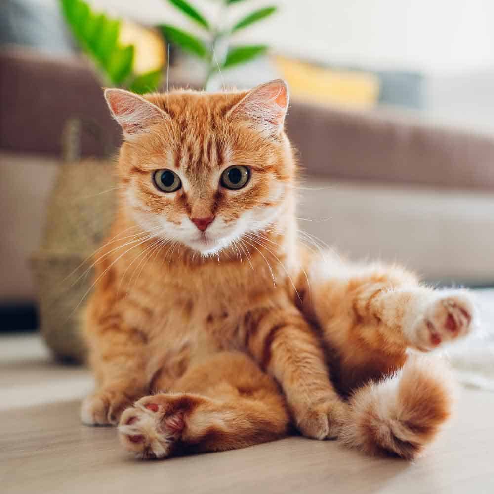 Funny orange cat sitting Funny orange cat sitting