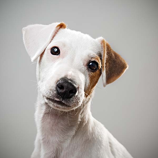 Cute puppy tilting head Cute puppy tilting head