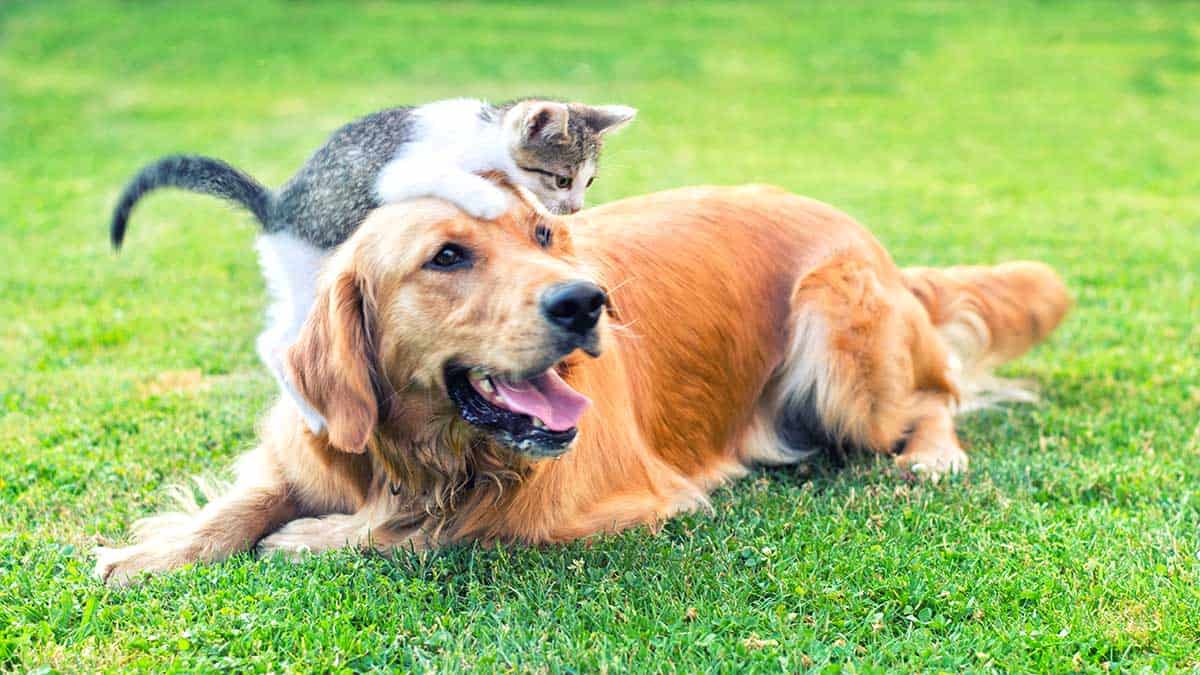 Dog and cat in the outdoors Dog and cat in the outdoors
