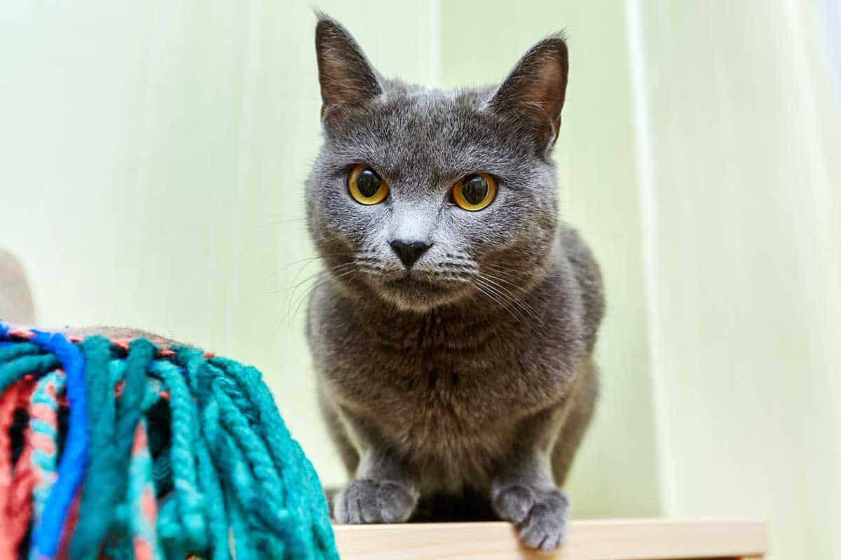 A grey cat on a shelf A grey cat on a shelf