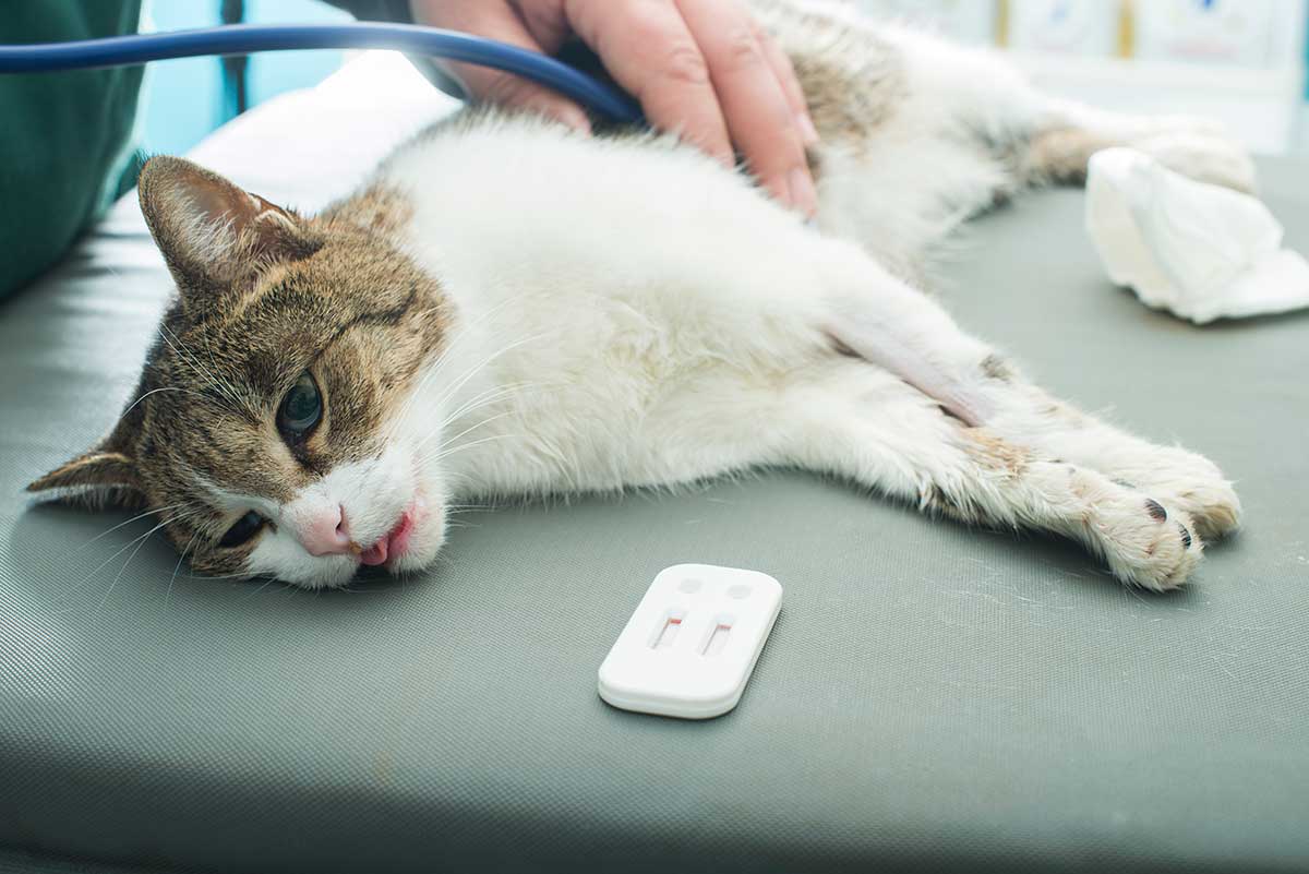 A cat being examined with ultrasound