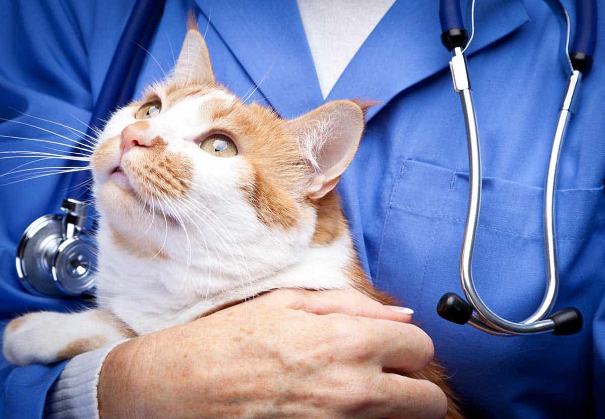 A cat being held by a vet tech
