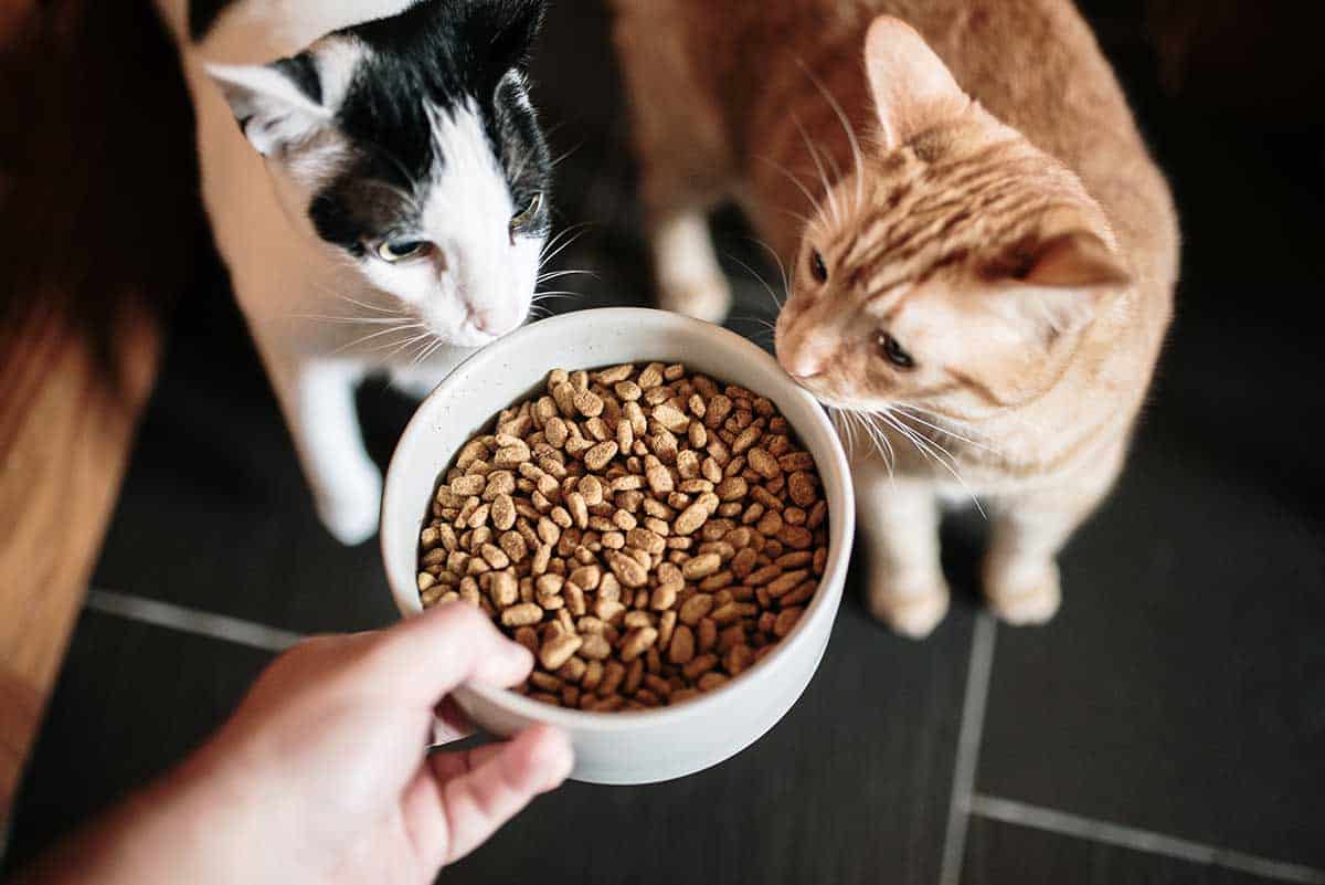 Two cats being fed dry food Two cats being fed dry food