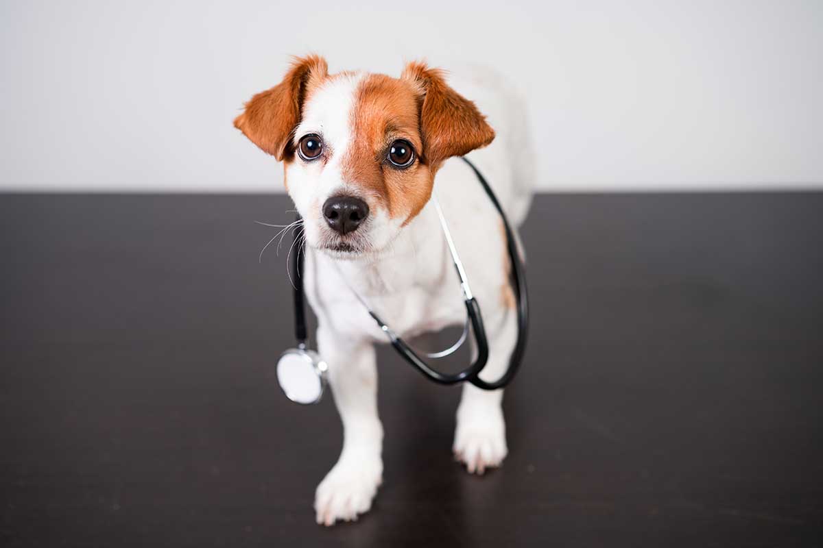 A dog with a stethoscope on an exam table A dog with a stethoscope on an exam table
