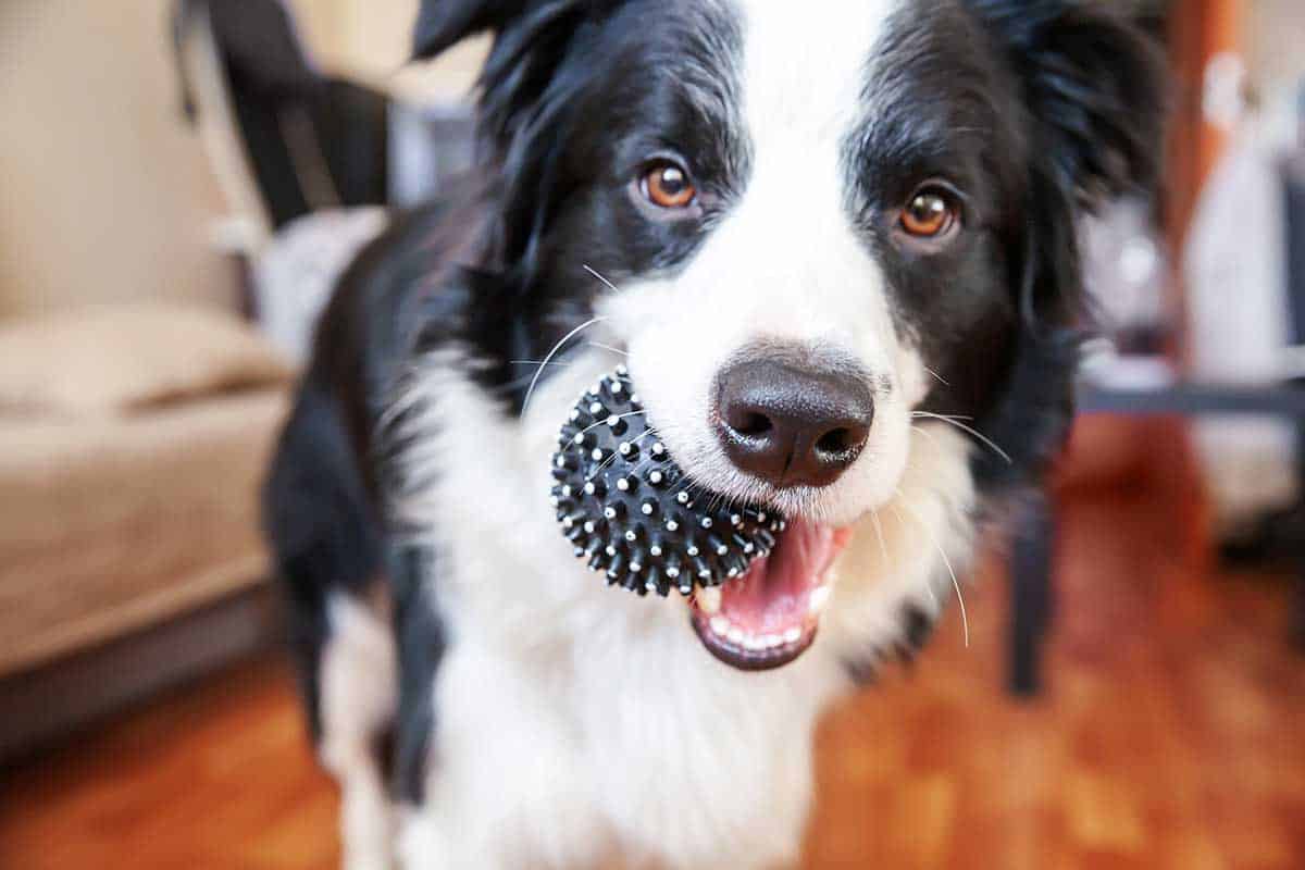 A dog with a colorful ball A dog with a colorful ball