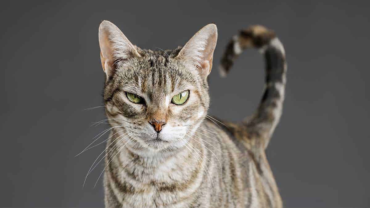 An older cat looking unamused An older cat looking unamused