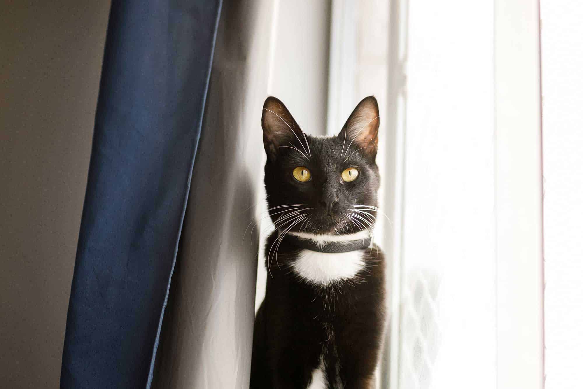 A tuxedo cat sitting primly