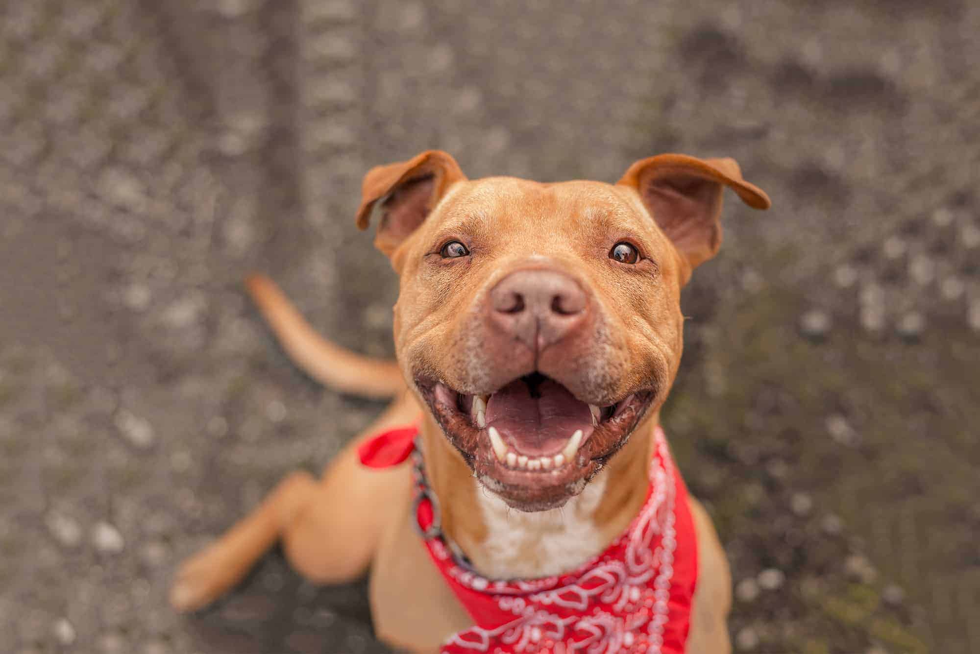 A pitbull smiling