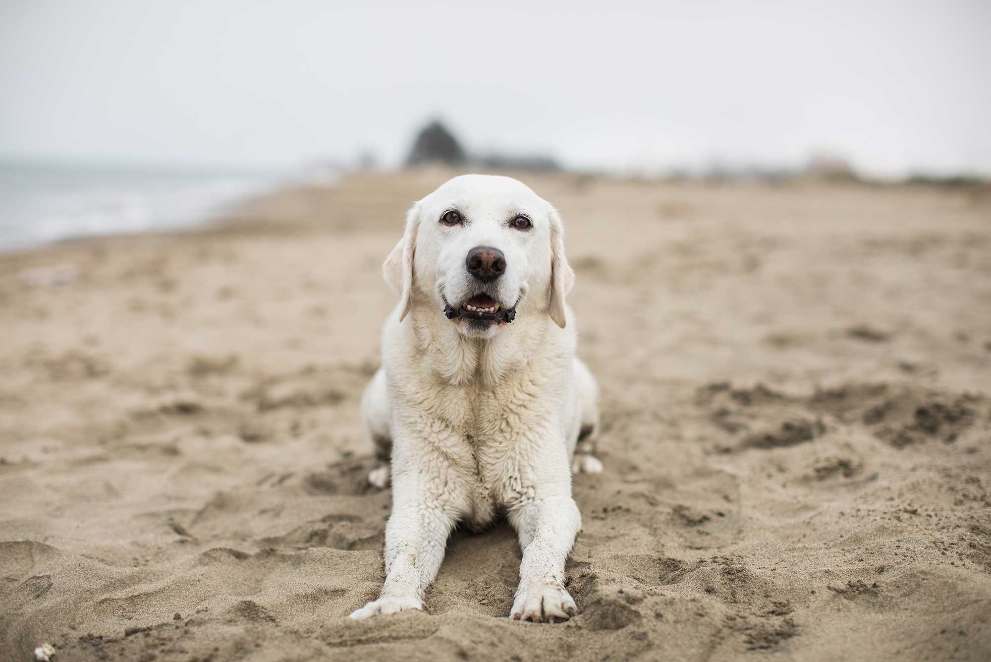 A yellow lab retriever
