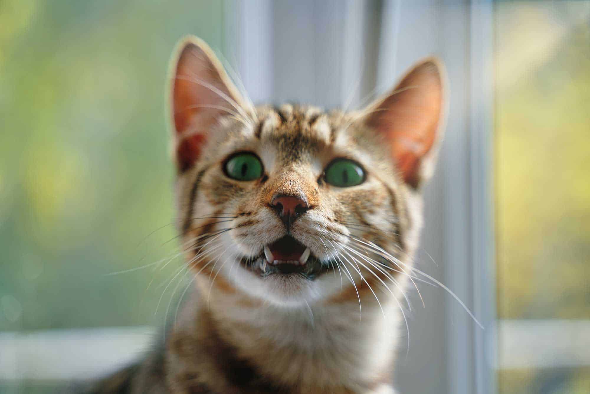 A cat meowing