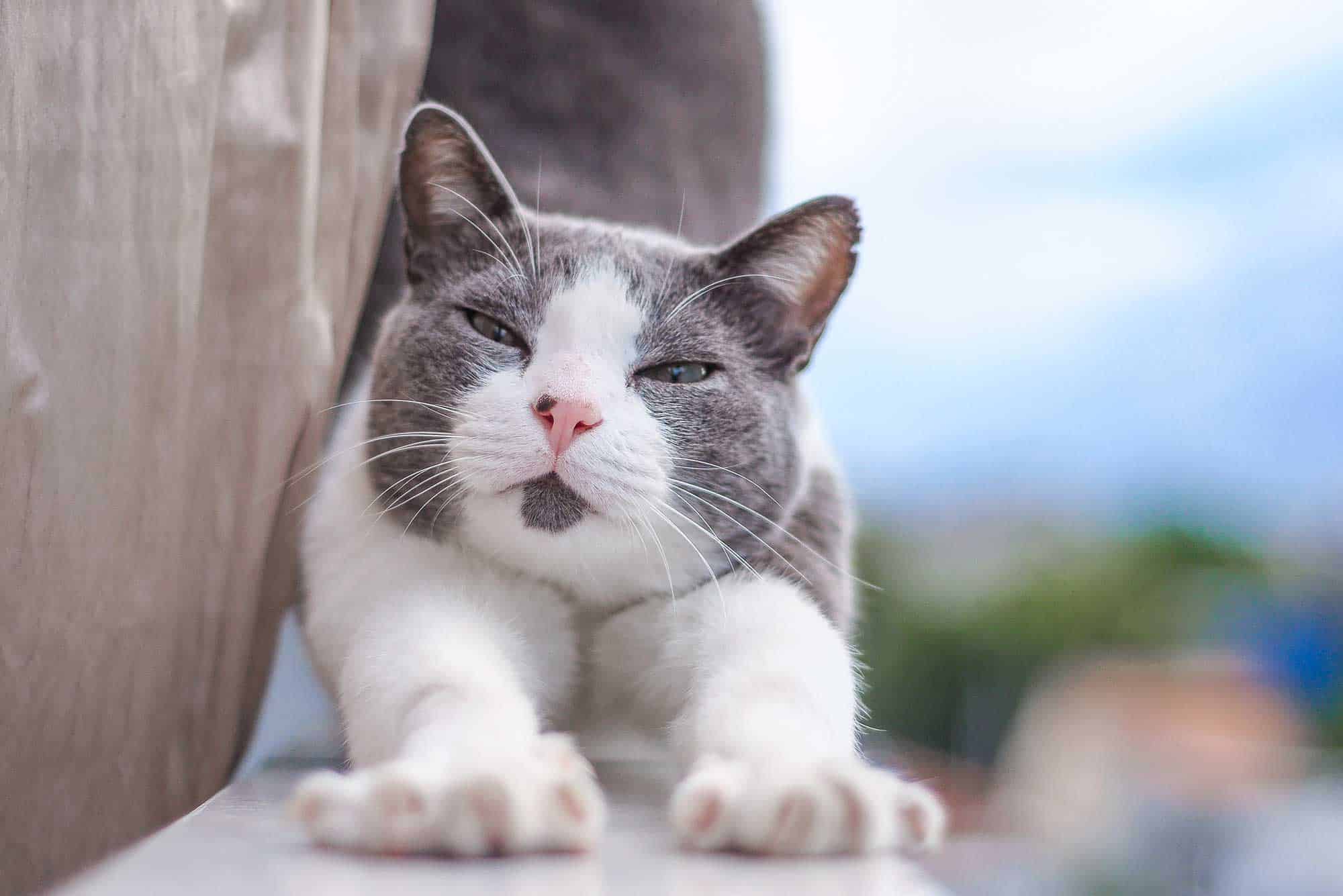 A grey and white cat stretching