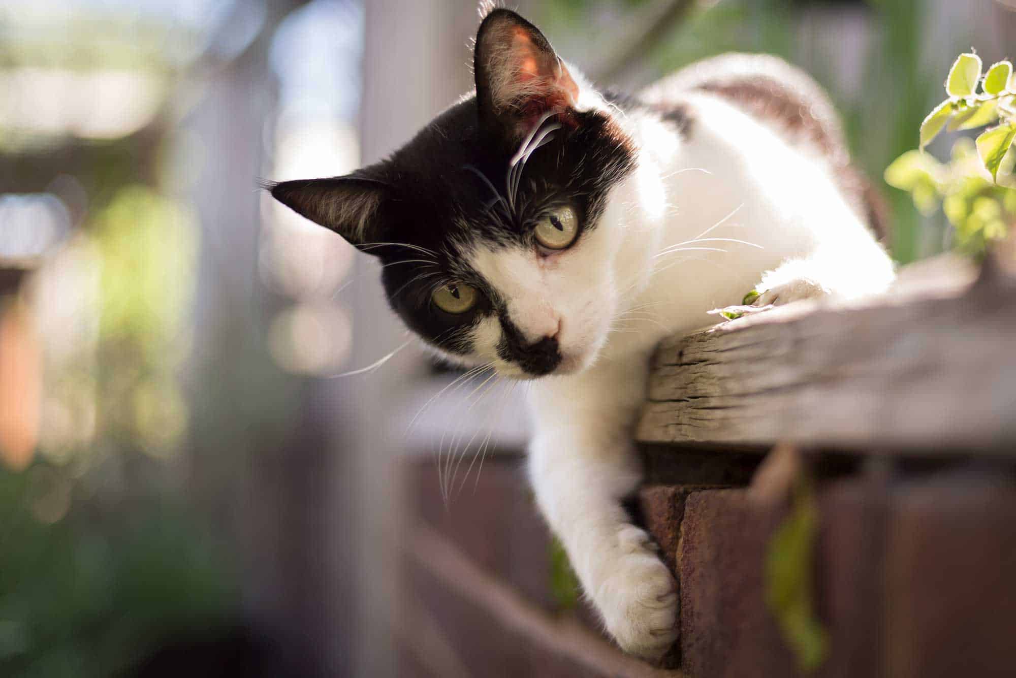 A black and white cat playing