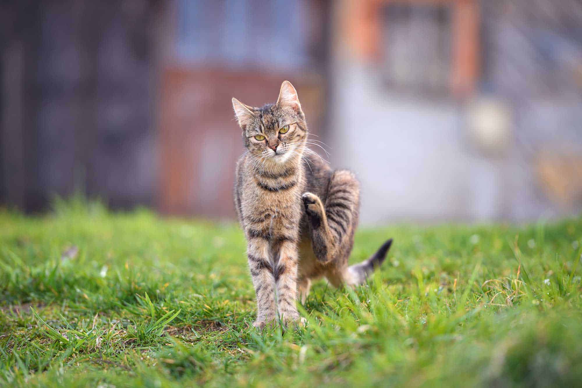 A tabby scratching outdoors