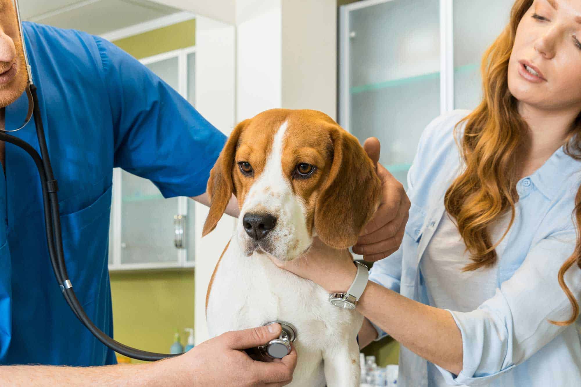 A beagle being examined