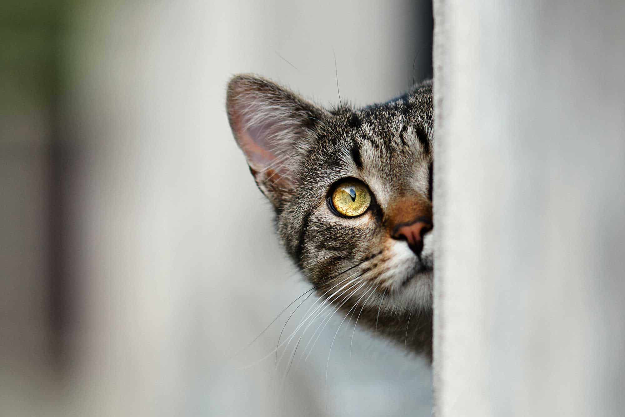 A cat peeking around a corner