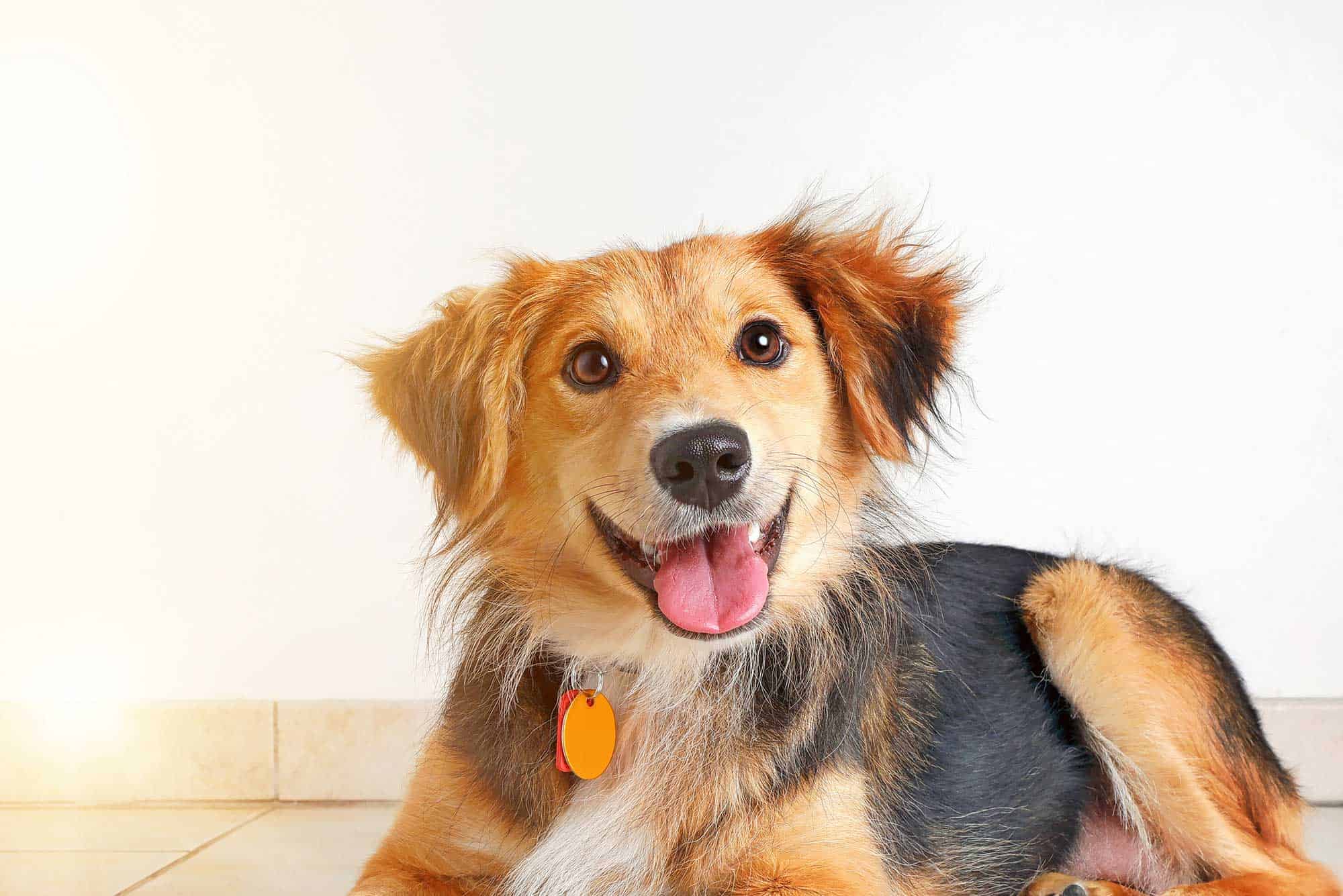 A happy dog
