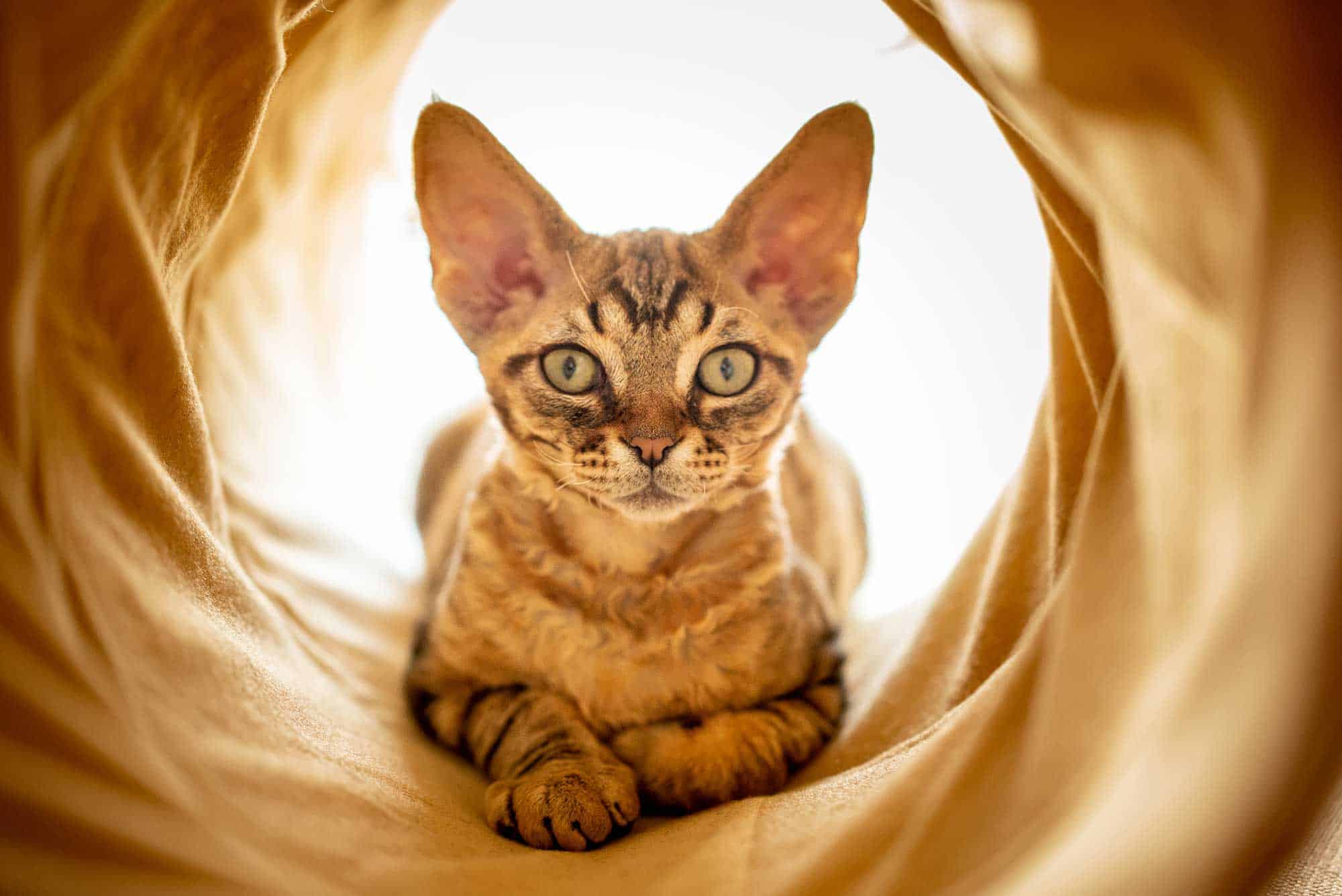 A cat in a fabric tunnel