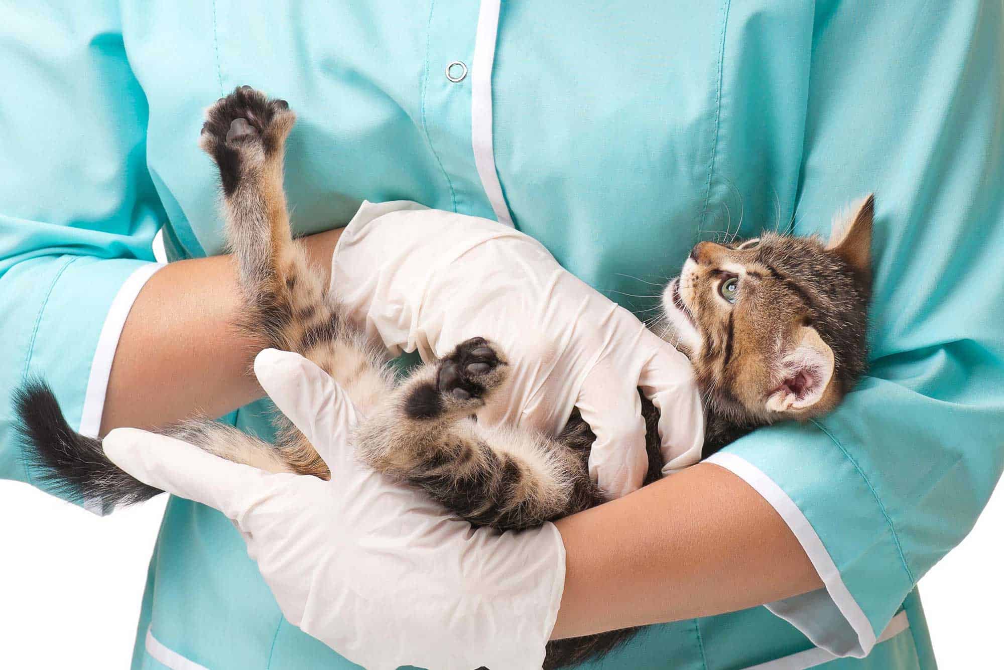 A kitten being examined