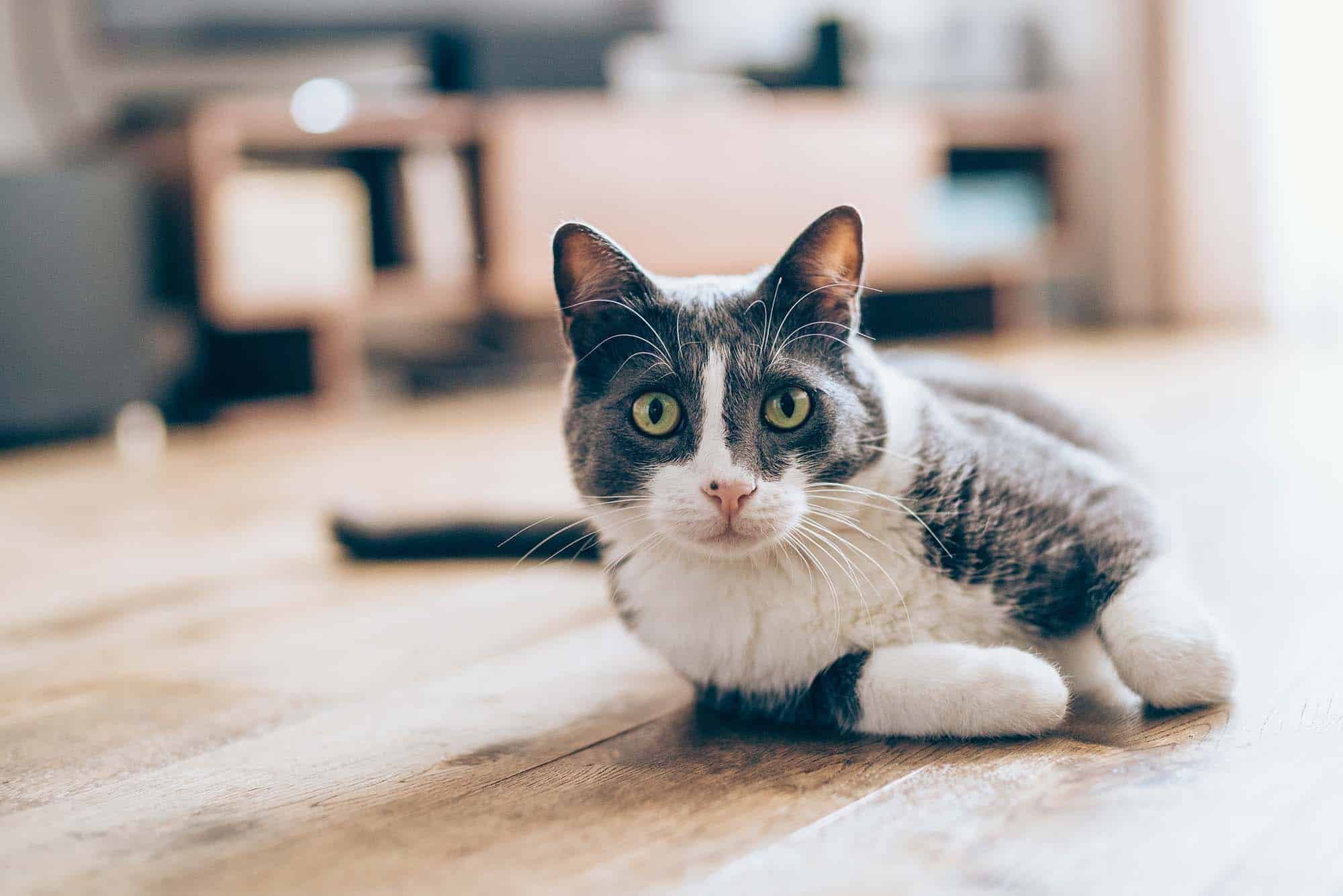 A grey and white cat relaxing