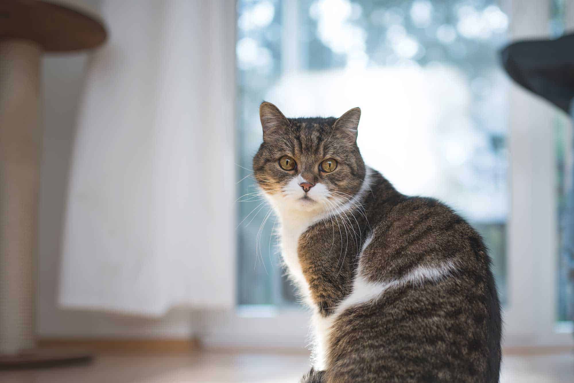 A cat sitting down