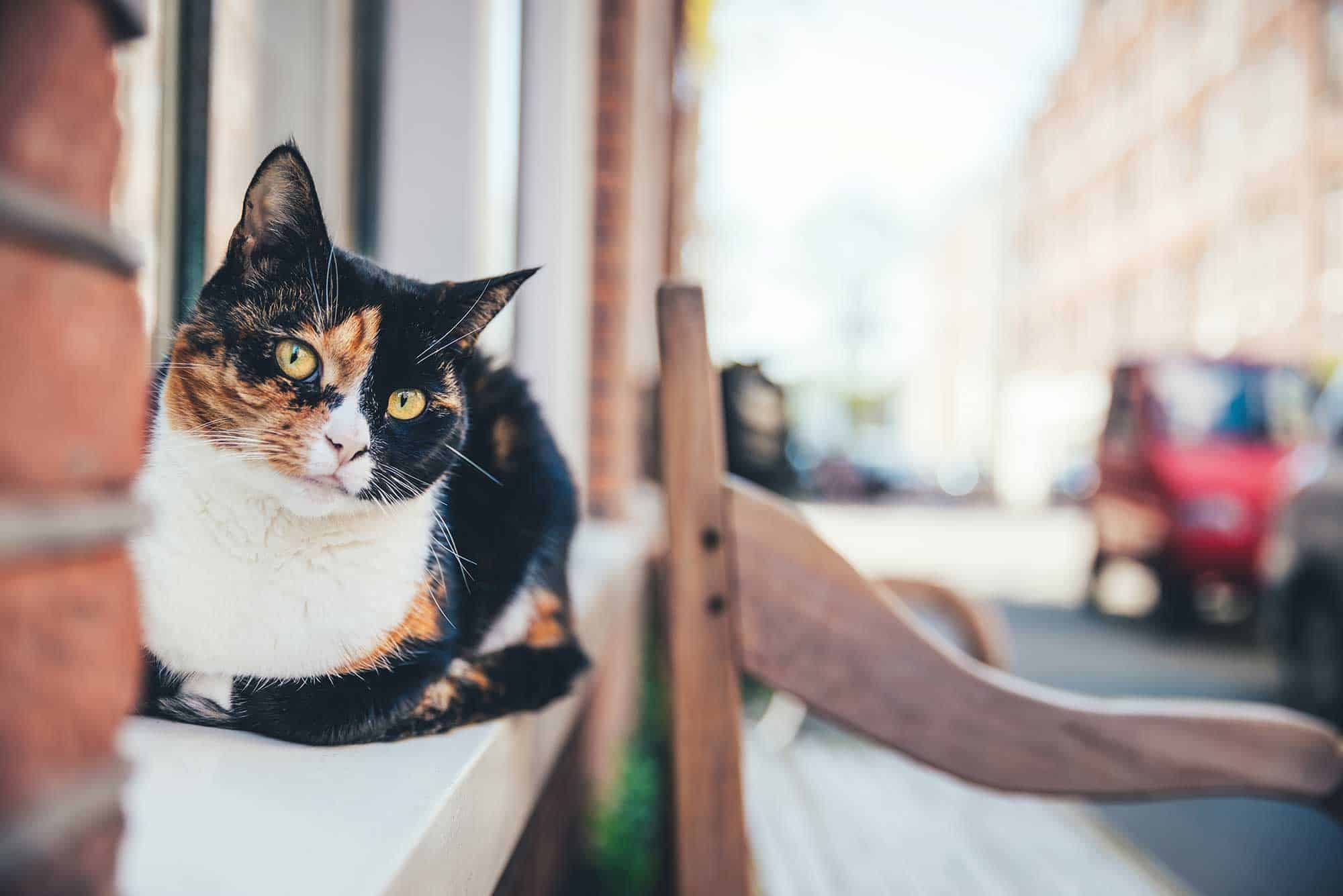 A calico cat outdoors