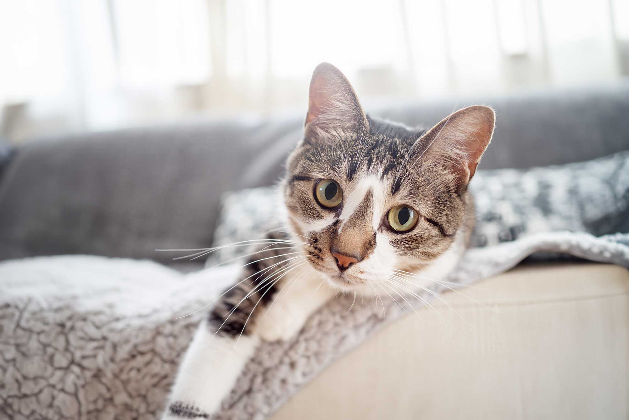 A cat laying on a bed